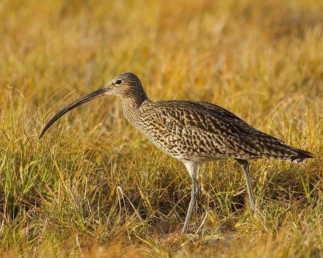 Eurasian Curlew